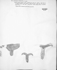 Lactifluus piperatus image